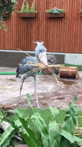 ハシビロコウ ふたばさん イケメン 飼育員 戯れる 静岡 掛川花鳥園
