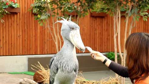 ハシビロコウ ふたばさん イケメン 飼育員 戯れる 静岡 掛川花鳥園