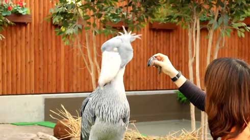 ハシビロコウ ふたばさん イケメン 飼育員 戯れる 静岡 掛川花鳥園