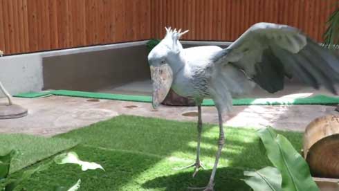 ハシビロコウ ふたばさん イケメン 飼育員 戯れる 静岡 掛川花鳥園