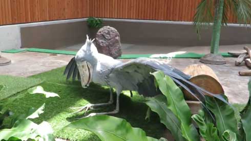 ハシビロコウ ふたばさん イケメン 飼育員 戯れる 静岡 掛川花鳥園