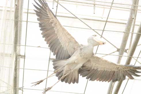 ハシビロコウ ふたばさん イケメン 飼育員 戯れる 静岡 掛川花鳥園