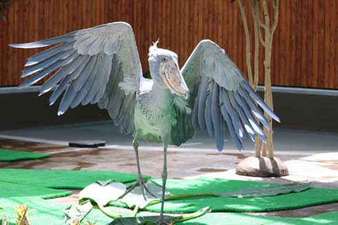 ハシビロコウ ふたばさん イケメン 飼育員 戯れる 静岡 掛川花鳥園