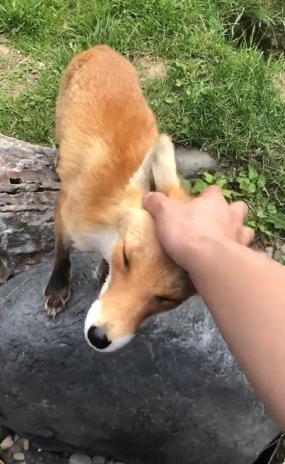 人懐っこいキツネさん