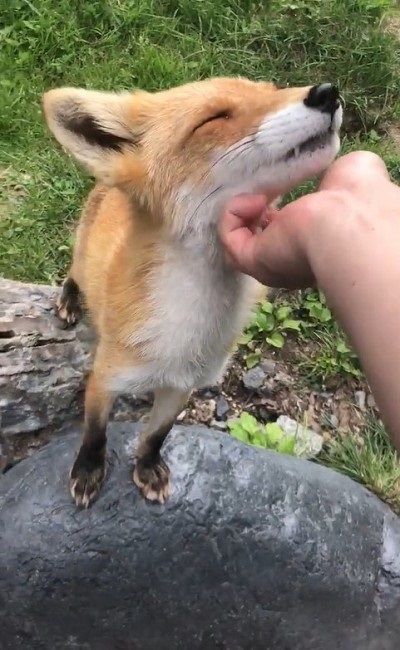 人懐っこいキツネさん