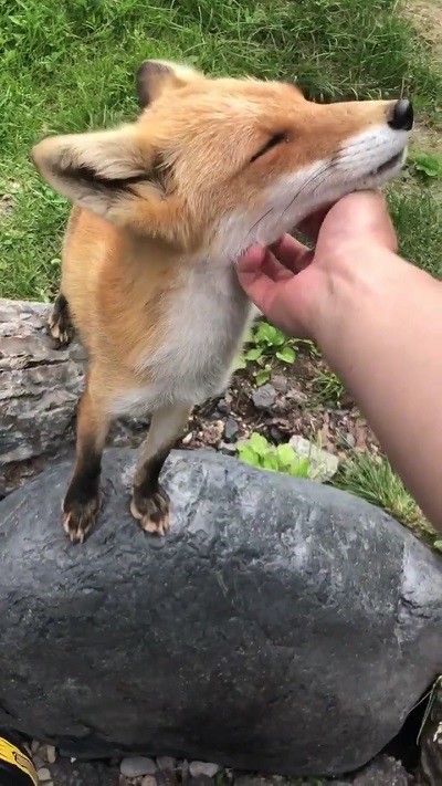 人懐っこいキツネさん