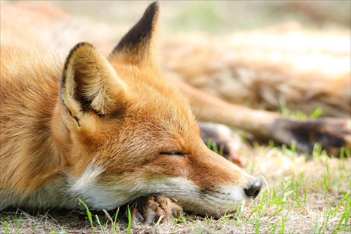 人懐っこいキツネさん