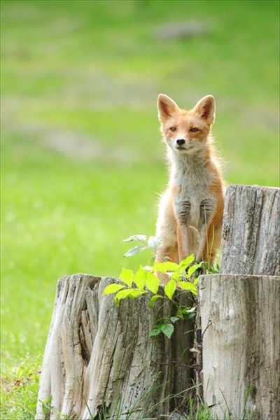 人懐っこいキツネさん