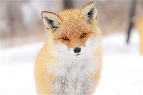 人懐っこいキツネさん