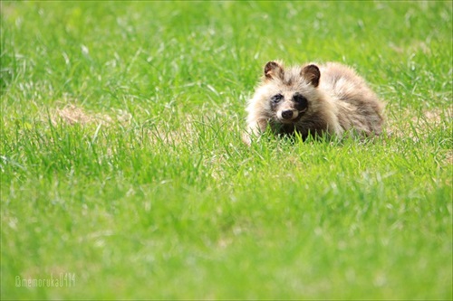 人懐っこいキツネさん