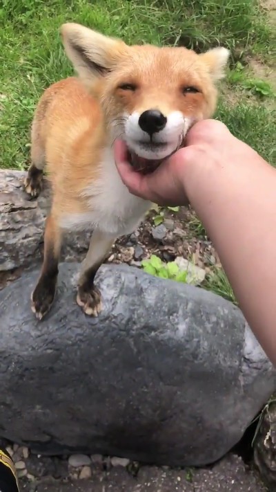 人懐っこいキツネさん