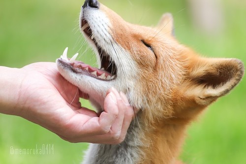 人懐っこいキツネさん