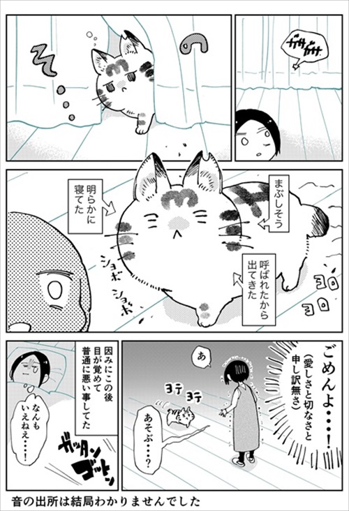3本足のしじみちゃん近況