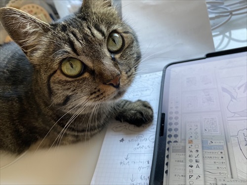 3本足のしじみちゃん近況