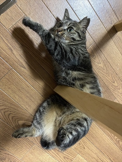 3本足のしじみちゃん近況