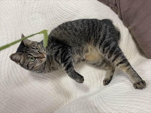 3本足のしじみちゃん近況