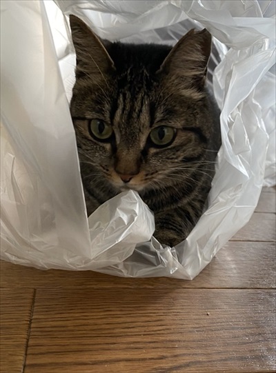 3本足のしじみちゃん近況