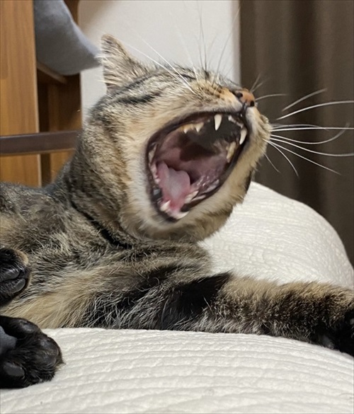 3本足のしじみちゃん近況