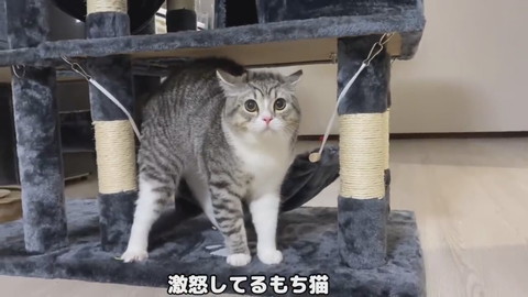 激おこ猫