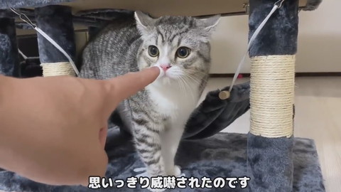 もち様のシャー