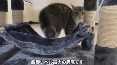 もち様のシャー