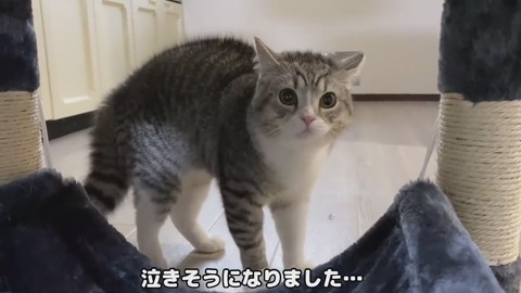 もち様のシャー
