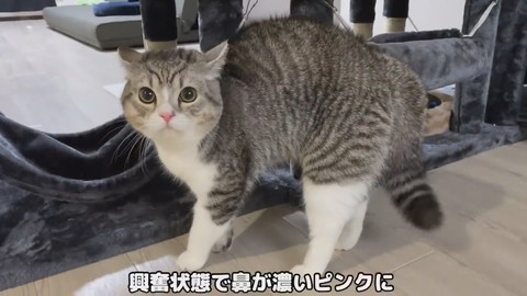 もち様のシャー