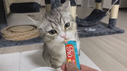 もち様のシャー