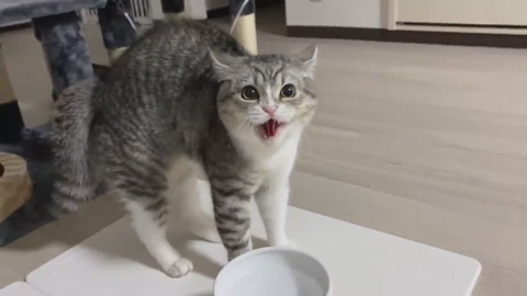 激おこ猫