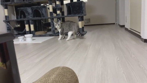 もち様のシャー