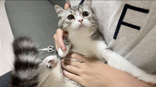 もち様のシャー