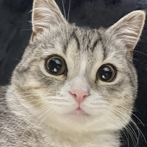 もち様のシャー