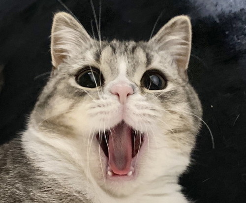 もち様のシャー