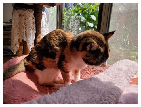 照英 愛猫 シャチ テン 犬 動物