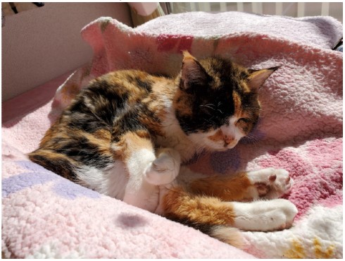 照英 愛猫 シャチ テン 犬 動物