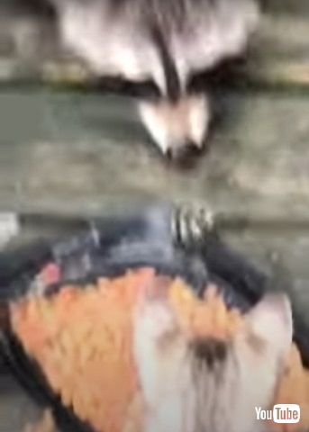 エサ泥棒