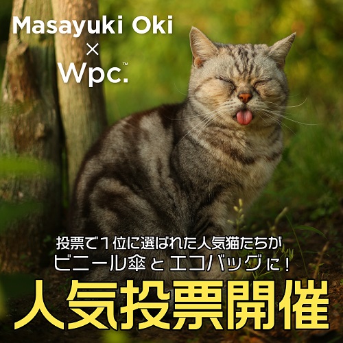 必死すぎるネコ