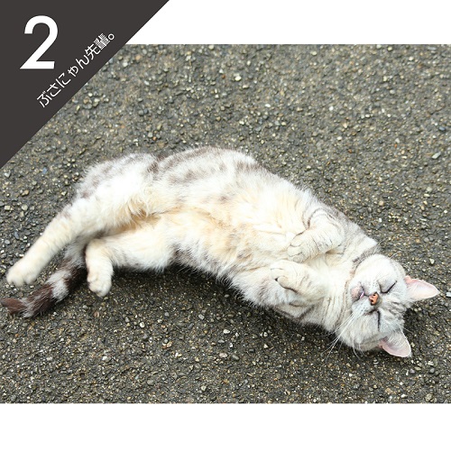 必死すぎるネコ