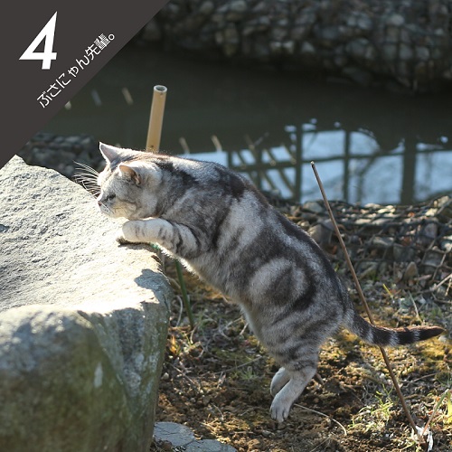 必死すぎるネコ