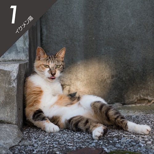 必死すぎるネコ