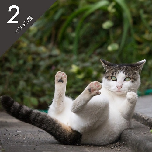 必死すぎるネコ