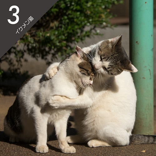 必死すぎるネコ