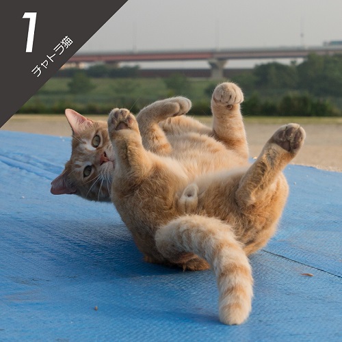 必死すぎるネコ