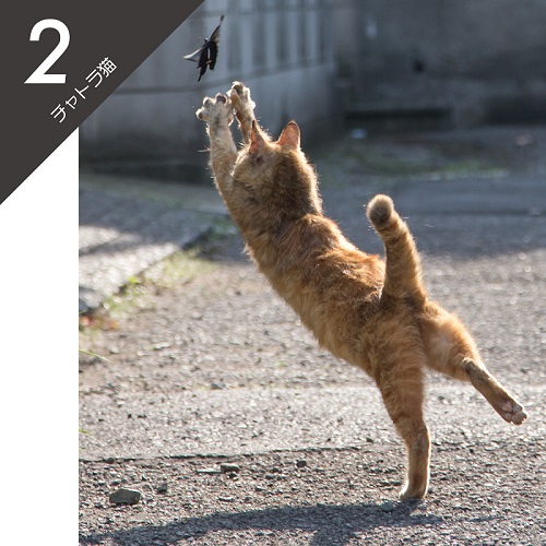 必死すぎるネコ