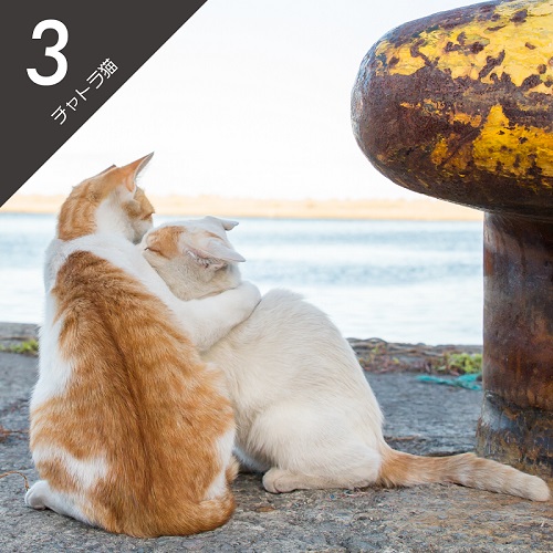 必死すぎるネコ