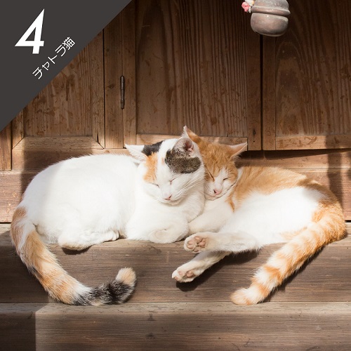 必死すぎるネコ