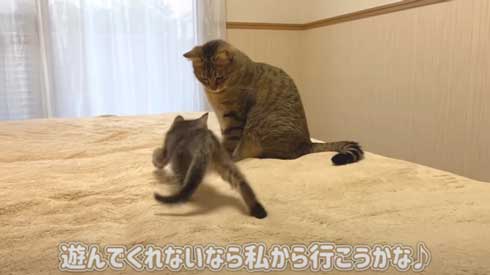 遊ぶ猫たち