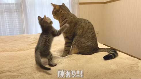 子猫 先住猫 先輩猫 遊んで じゃれ合い にゃんかつ YouTube