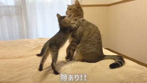 子猫 先住猫 先輩猫 遊んで じゃれ合い にゃんかつ YouTube