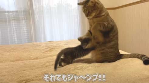 子猫 先住猫 先輩猫 遊んで じゃれ合い にゃんかつ YouTube